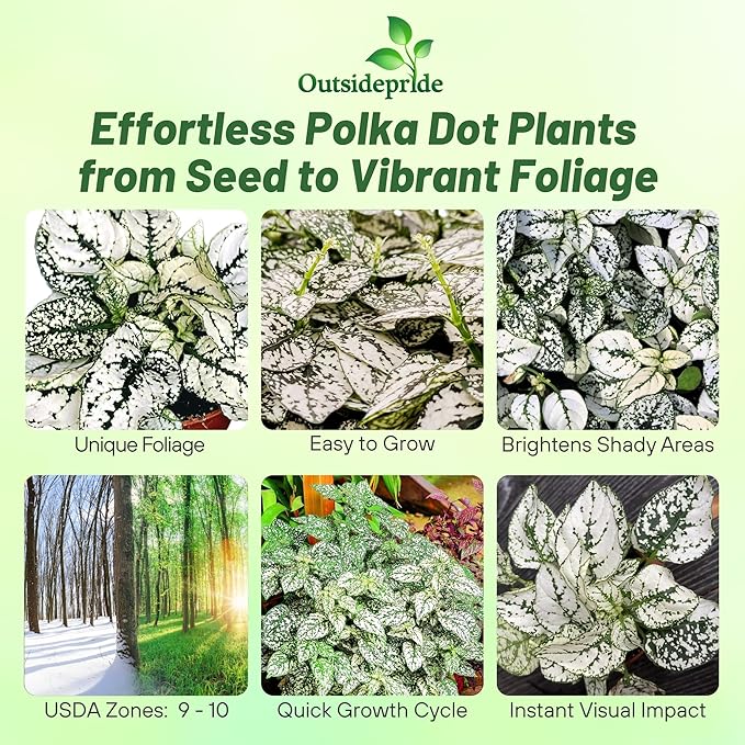 Outsidepride Splash Select White Hypoestes Seed for Planting - 50 Pcs Perennial Polka Dot Plant Seeds w/Variegated Foliage for Containers, Hanging Baskets, Small Gardens, Both Indoors & Outdoors