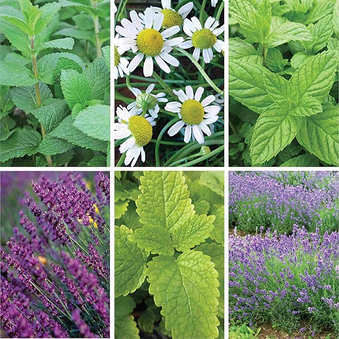Ferry-Morse Tea Herb Seed Variety Pack - 6 Pack