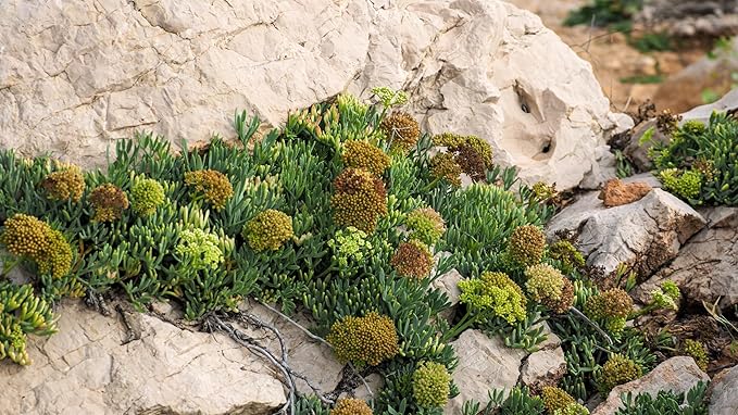 40 SEA Fennel Rock Samphire Crithmum Maritimum Fragrant Herb Edible Vegetable Yellow Flower Seeds