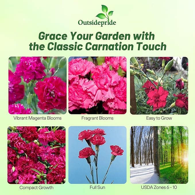 Outsidepride Magenta Carnation Seeds - 1000 Pcs Perennial, Easy to Grow Flower Seeds for Planting with Fragrant Blooms, Ideal for Pollinators, Cutting Gardens, Bouquets, & Floral Arrangements
