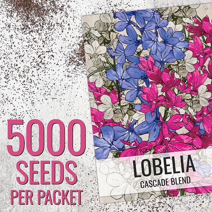 Seed Needs, Cascade Mixture Lobelia Seeds - 5,000 Heirloom Seeds for Planting Lobelia pendula - Colorful Flowers Great for Hanging Baskets, Pots & Containers (1 Pack)
