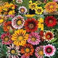 300 Perennial Mix Gazania Seeds Heat-Perennial Ground Cover Seeds-Drought Tolerant Garden Wild Flowers Seed for Gardens Outdoor