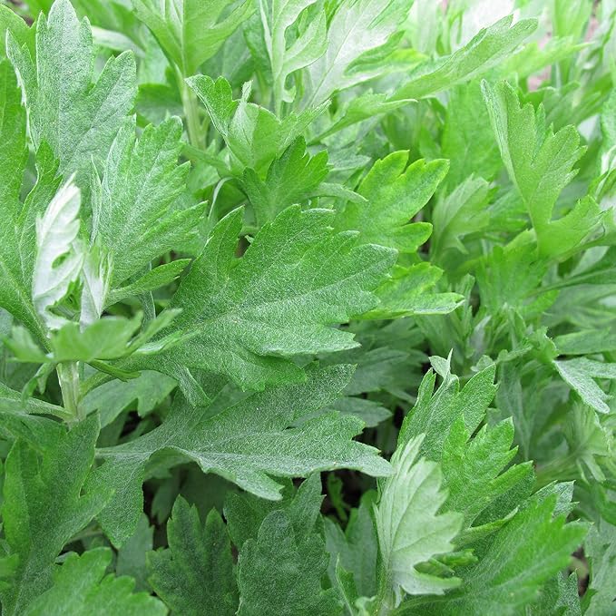 Mugwort Seeds - 250 Mg Packet ~2000 Seeds - Artemisia vulgaris - Medicinal & Herbal Tea Herb Gardening Seeds - Non-GMO, Heirloom, Open Pollinated, Perennial