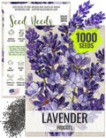 Seed Needs Lavender Seeds for Planting Hidcote Lavandula Plants - Non-GMO Heirloom & Untreated Medicinal Herb Seed to Plant & Grow an Outdoor Home Grown Herb Garden (1 Pack)