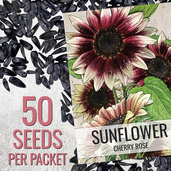 Seed Needs Sunflower Seeds for Planting Cherry Rose Sunflowers - Hybrid Flowers with Unique Bi-Colors for an Outdoors Flower Garden - Great for Cut Flowers in Bouquets & Floral Arrangements (5 Packs)