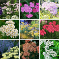 Colorful Yarrow Seeds for Planting, 1000+pcs Rare Perennial Achillea Yarrow Flower Seeds Non-GMO Heirloom Herbs Plants, Open Pollinated Beauty Home Garden for Outdoors