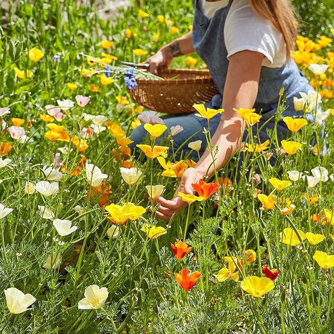 Burpee Sunset Mixed Colors Poppy Seeds - Vibrant, Easy Annual Flowers