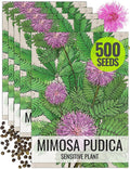 Seed Needs Sensitive Plant Seeds for Planting Mimosa pudica - Heirloom & Open Pollinated Annual Flowers - Pink Blooms with Leaves That React to Touch (5 Packs)