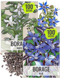 Seed Needs Borage Seeds for Planting Blue and White Star Flowers - Non-GMO Heirloom & Untreated Garden Seed to Plant an Indoor/Outdoor Garden - Attracts Pollinators (Collection of 2 Packets)