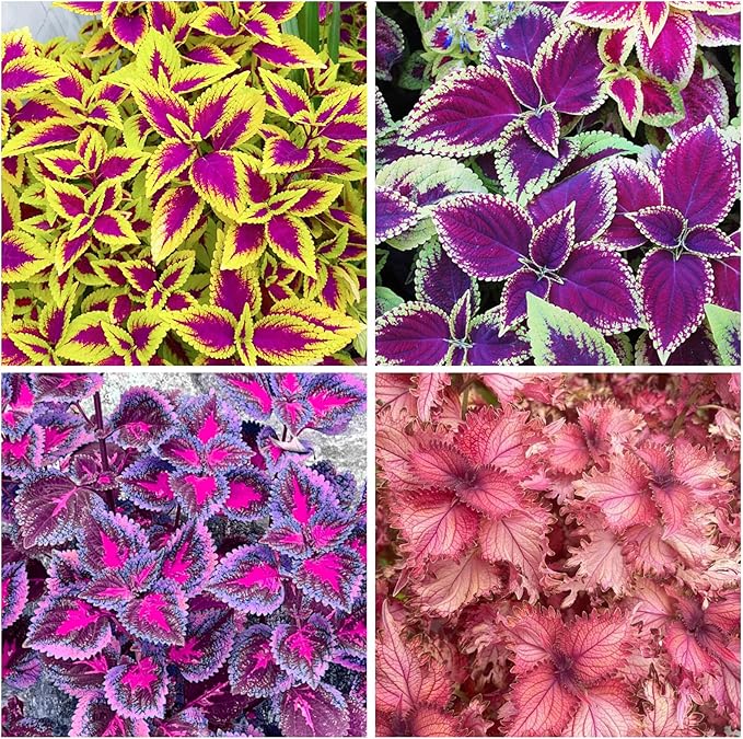 150+ Mix Rainbow Coleus Seeds for Planting - Beautiful Plant in Your Home Garden - Indoors or Outdoors - Attractive and Colorful Coleus Seeds