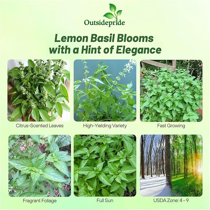 Outsidepride Lemon Basil Seeds for Planting - 1/4 lb. Easy to Grow Annual Herb Garden Seeds with Aromatic & Flavorful Foliage for Containers, Companion Planting, Indoors & Outdoors
