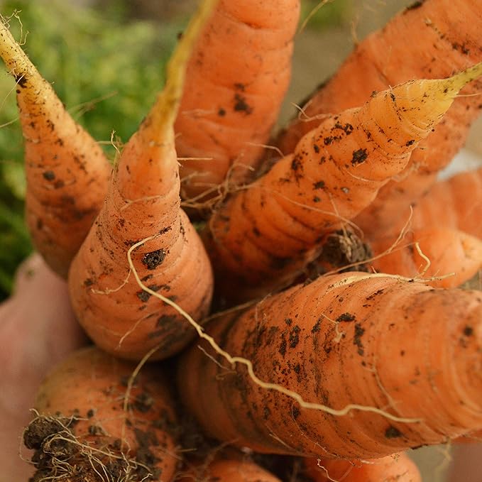Danvers Carrot - 150 Seeds - Heirloom & Open-Pollinated Variety, Non-GMO Vegetable Seeds for Planting Outdoors in The Home Garden, Thresh Seed Company