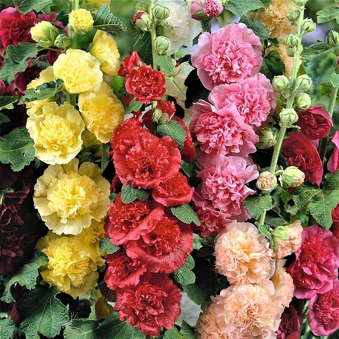 Park Seed Summer Carnival Hollyhock Flower Seeds – Vibrant Double Blooms, Tall Garden Borders, Long-Blooming Annual, AAS Award-Winning Variety, Easy to Grow in Full Sun – Pack of 50