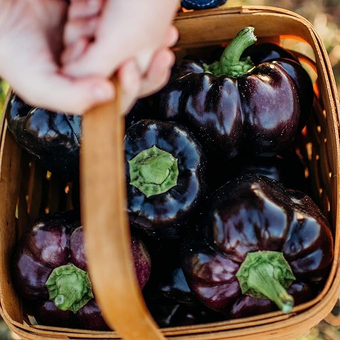 Purple Beauty Bell Pepper - 25 Seeds - Heirloom & Open-Pollinated Variety, Non-GMO Vegetable Seeds for Planting in The Home Garden, Thresh Seed Company