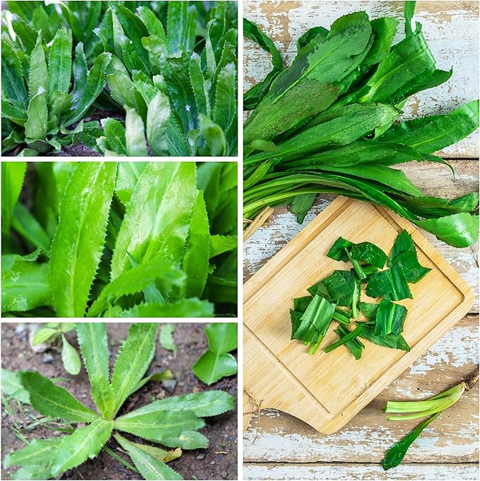 Seed Needs Coriander Seeds for Planting Culantro & Cilantro - Non-GMO Heirloom & Untreated Herb Seed to Plant an Indoor/Outdoor Culinary Medicinal Garden (Collection of 2 Packets)