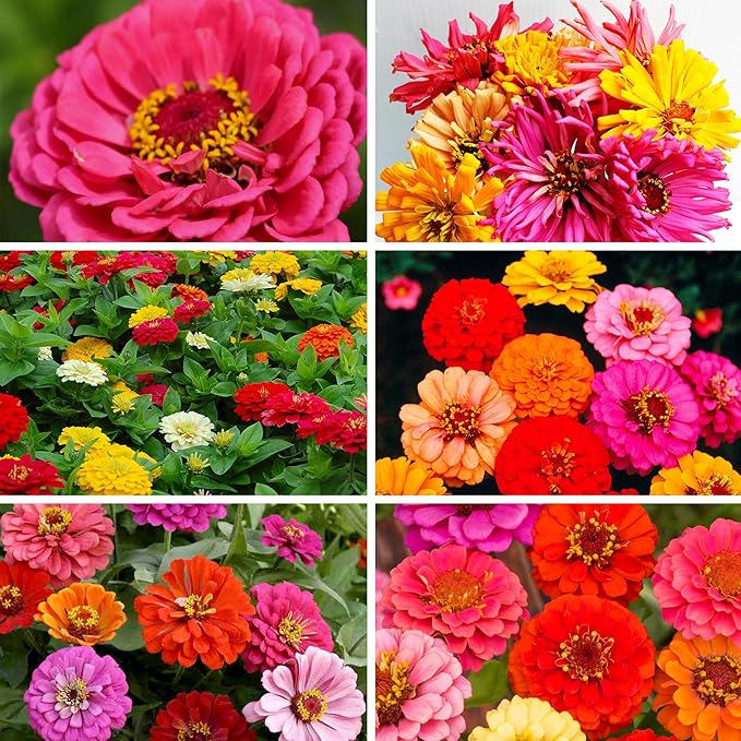 Ferry-Morse Zinnia Flowers Seed Variety Pack- 6 Pack