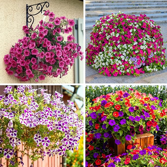 Dwarf Petunia Seeds for Planting, 203+pcs Perennial Petunias Flowers Seeds for Planting Open Pollinated Plant Seeds, Non-GMO Heirloom Annual Beauty Home Garden Flowers in Outdoors