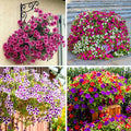 Dwarf Petunia Seeds for Planting, 203+pcs Perennial Petunias Flowers Seeds for Planting Open Pollinated Plant Seeds, Non-GMO Heirloom Annual Beauty Home Garden Flowers in Outdoors