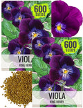 Seed Needs Viola Seeds for Planting King Henry Violas - Heirloom & Open Pollinated Annual Flower Seed to Plant an Outdoor Butterfly Wildflower Garden (2 Packs)