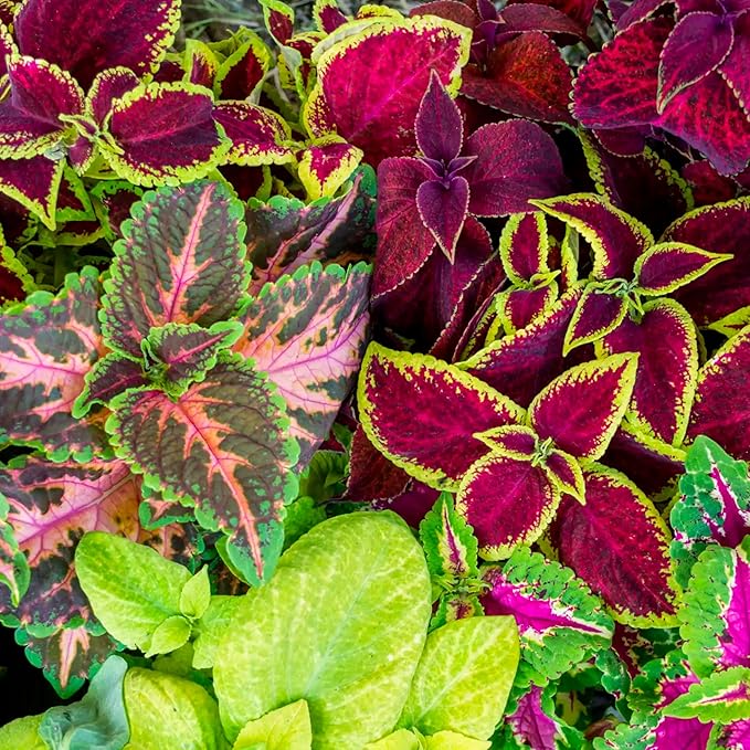 Seed Needs Coleus Seeds for Planting Rainbow Painted Nettle - Heirloom & Open Pollinated Mixed Flower Seed to Grow an Outdoor Butterfly Garden to Attract Pollinators (5 Packs)