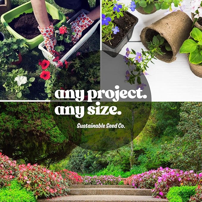 Kitazawa Seed Company Asian Sour Leaf Seeds – 3g Packet (~76 Seeds) – Florida Cranberry, Indian Sorrel, Jamaican Tea, Red Sorrel (Hibiscus sabdariffa) – Heirloom, Non-GMO