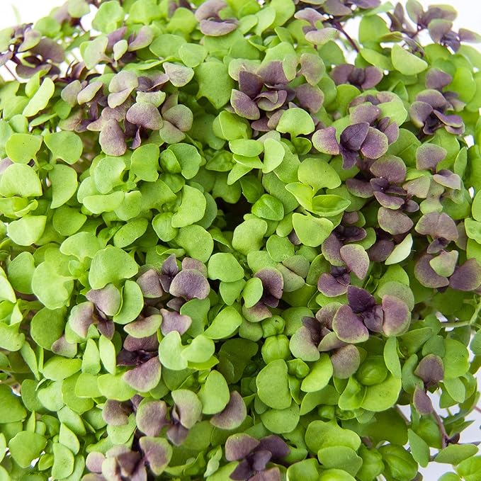 Basil Microgreens Seed Mix - 1 Lb ~272,000 Seeds - Ultimate Blend of Green and Purple Basil Varieties with A Splash of Color for Micro Greens