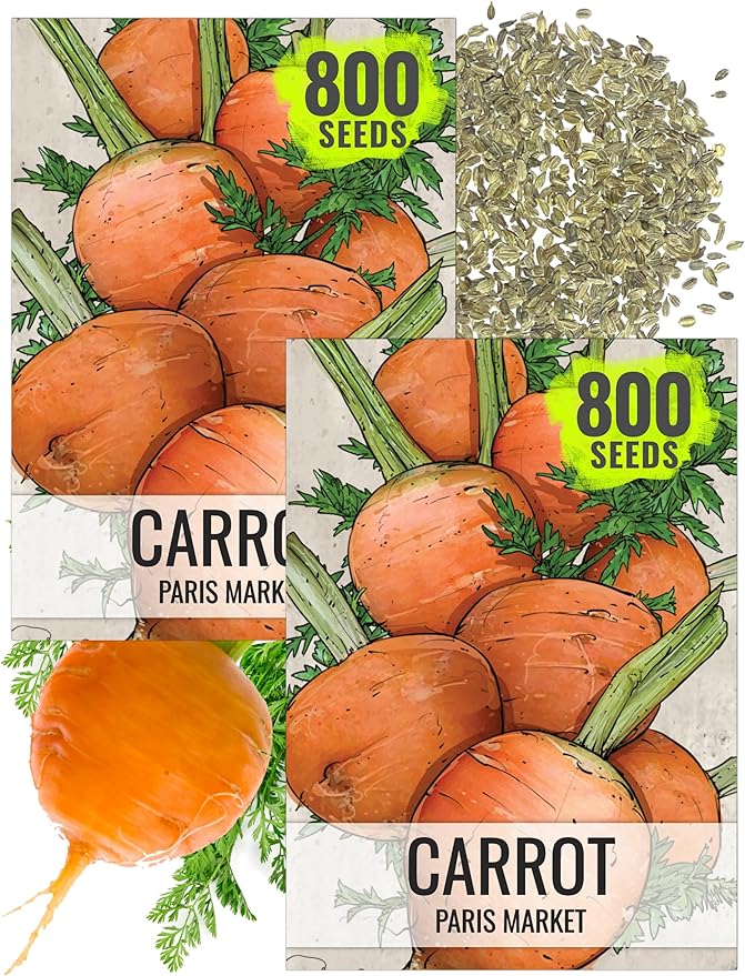 Seed Needs Carrot Seeds for Planting Paris Market Carrots - Non-GMO Heirloom & Untreated Annual Cool Weather Crops - Grow a Home Grown Outdoor Vegetable Garden (2 Packs)
