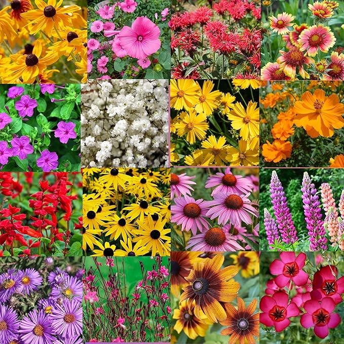 North Carolina Bulk Perennial Wildflower Seed Mix 1lb Covers 2,000sq-ft - Attract Pollinators, Multi-Color Blooms - Southeast US Species Plant in Spring/Fall, Earth-Friendly Packaging (1/2 Pound)