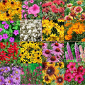 Southeast US Species Bulk Perennial Wildflower Seed Mix 1lb Covers 2,000sq-ft - Attract Pollinators, Colorful Blooms - Plant in Spring/Fall, Earth-Friendly (1/8 Pound (2 Ounce)) (1/8 Pound (2 Ounce))