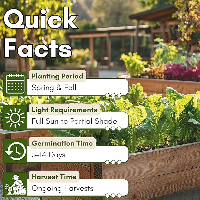 Salad Garden Seed Bundle – Mixed Lettuce, Spinach & Arugula Seeds for Planting | Leafy Greens Variety Pack for Outdoor, Indoor & Hydroponic Gardens | Heirloom, Non-GMO | Woods Creek Seeds