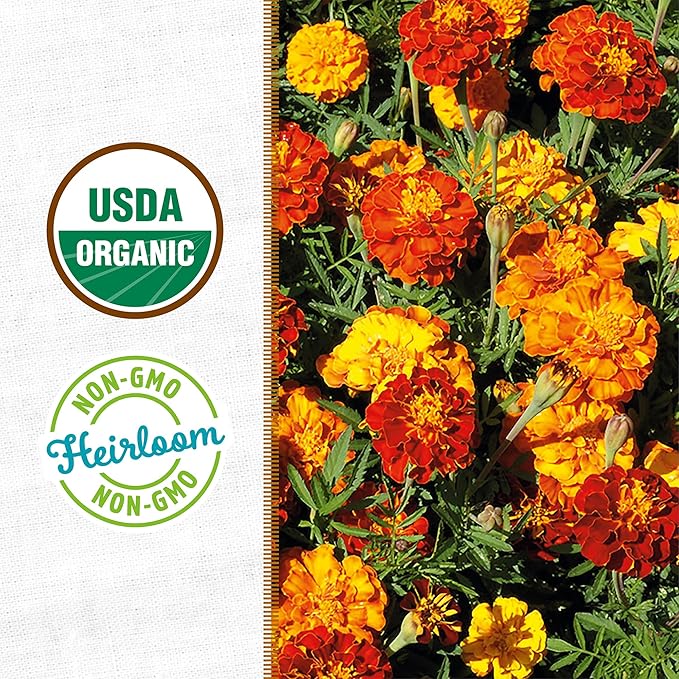 Back to The Roots Organic Marigold Flower Grow Kit with Plantable Starting Pot Soil and Seeds