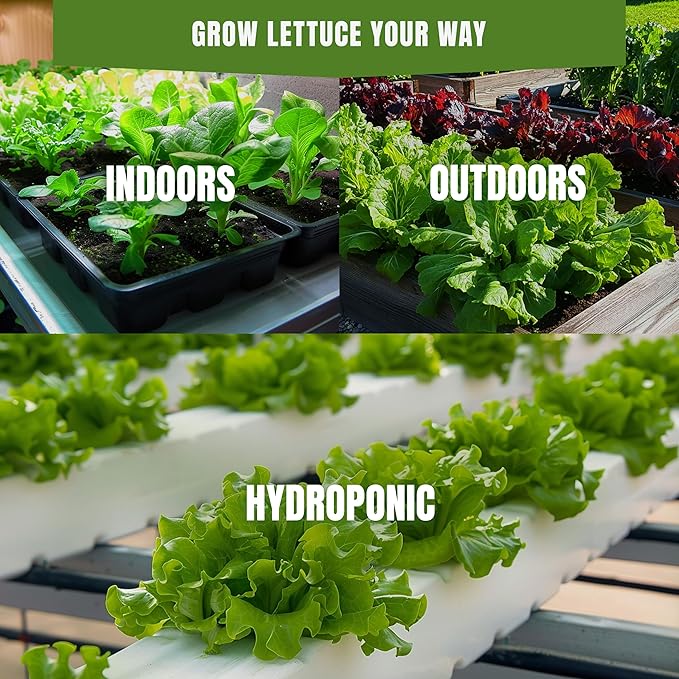 Fall & Winter Lettuce Buttercrunch Seeds for Indoor & Outdoor Planting – 500+ Non-GMO Heirloom Sweet Crisp Lettuce, High Germination (Lactuca Sativa)