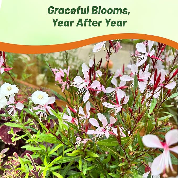 Outsidepride Gaura Seeds - 200 Pcs. Perennial, Drought Tolerant & Low Maintenance, Flower Seeds for Planting Easy to Grow, Vibrant & Tall White-Pink Blooms for Xeriscaping & Pollinator Gardens