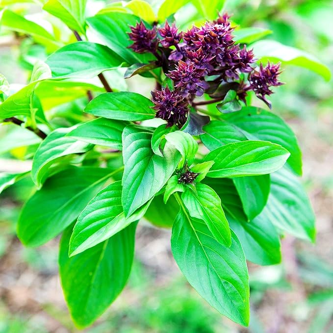 Unique Cinnamon Basil Mexican Spice 200+ Seeds for Planting Herb Garden
