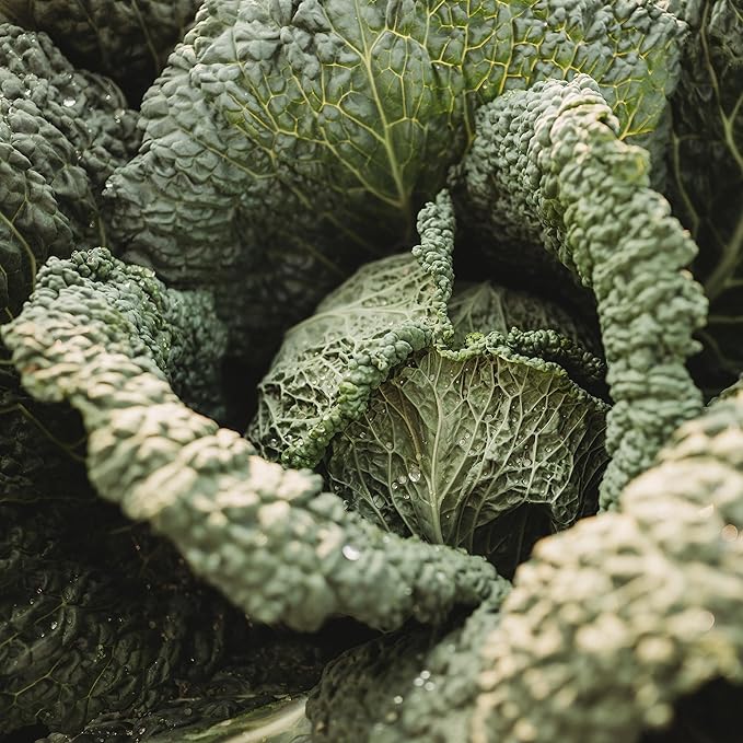 Savoy Perfection Cabbage - 100 Seeds - Heirloom & Open-Pollinated Variety, Non-GMO Vegetable Seeds for Planting Outdoors in The Home Garden, Thresh Seed Company