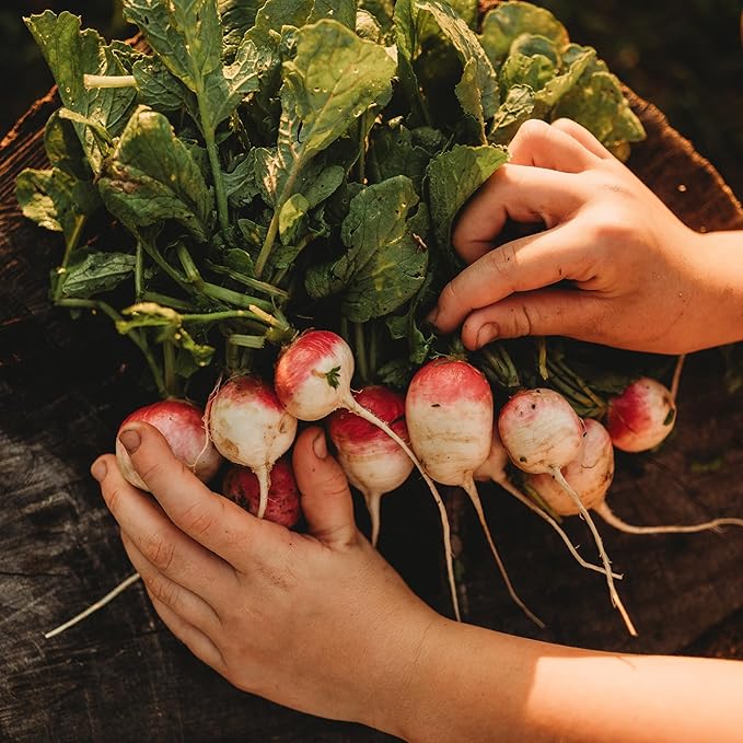 Sparkler White Tip Radish - 150 Seeds - Heirloom Radish Variety, Easy-to-Grow & Fast-Growing, Non-GMO Radish Seeds for Planting Indoors or Outdoors in a Home Garden, Thresh Seed Company