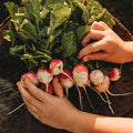 Sparkler White Tip Radish - 150 Seeds - Heirloom Radish Variety, Easy-to-Grow & Fast-Growing, Non-GMO Radish Seeds for Planting Indoors or Outdoors in a Home Garden, Thresh Seed Company