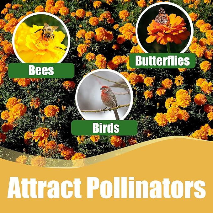 Park Seed Whopper Mix Marigold Flower Seeds – Giant 4-Inch Double Blooms in Yellow, Gold & Orange, Compact and Weather-Resistant Plants, Easy to Grow for Beds or Containers – Pack of 25