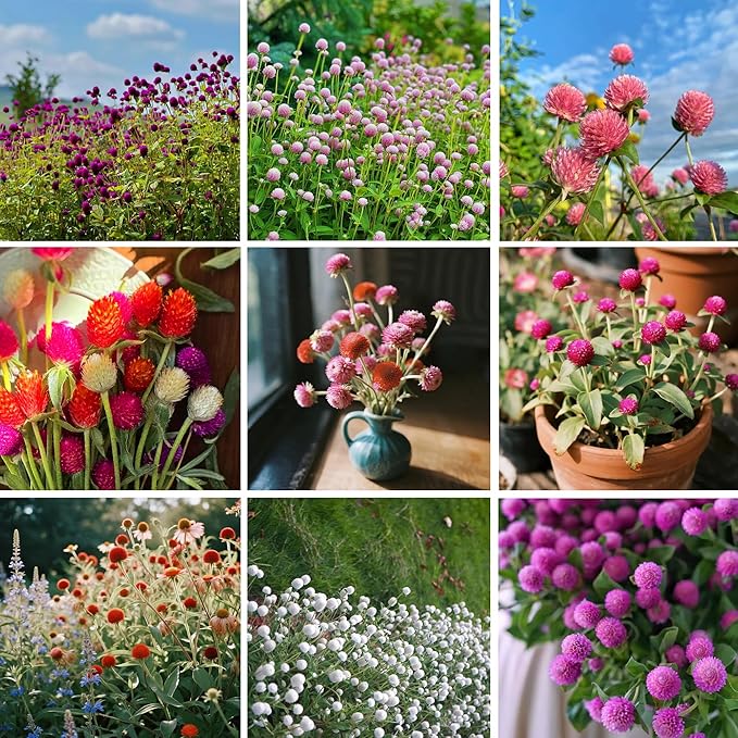 Mixrug Mix Globe Amaranth Flower Seeds for Planting, 300pcs Rare Perennial Globe Amaranth Flower Seeds Non-GMO Heirloom Plants, Open Pollinated Beauty Flowers Home Garden for Outdoors