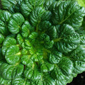 Cabbage Seeds, Pak Choi - Rosette Tatsoi - 4 Oz ~40000 Seeds - Non-GMO, Heirloom - Asian Garden Vegetable & Microgreens