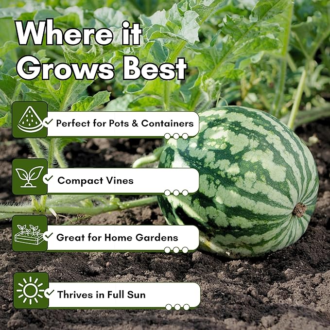 Sugar Baby Watermelon Seeds for Planting - Heirloom, Non-GMO Mini Watermelon Seed Pack, Small Bush Melon Seeds Variety for Home Gardens & Outdoors | Woods Creek Seeds