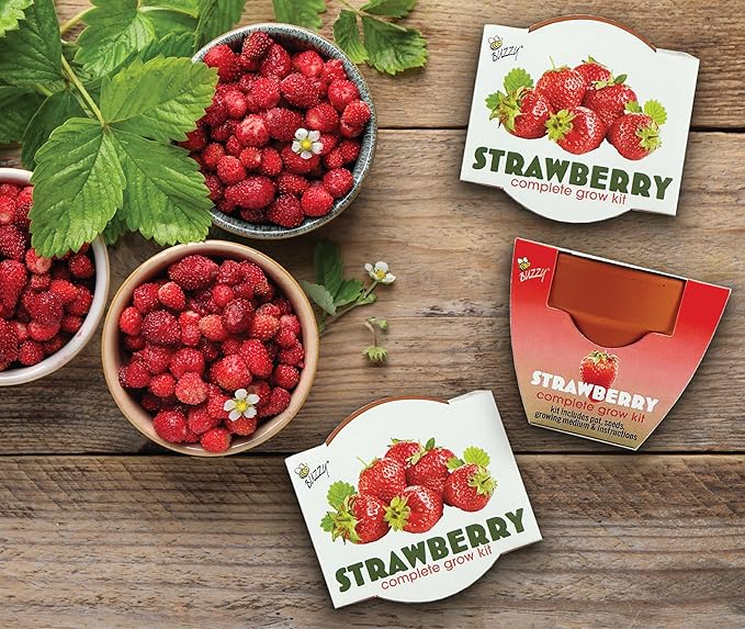 BUZZY Seeds Mini Terracotta Grow Pots, Alpine Strawberry DIY Plant Kit, 12-Pack Classic Collection, Indoor and Outdoor Planting, Wedding Favors, Gardening Gift, Showers, Valentine