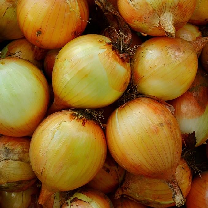 Yellow Sweet Spanish Onion - 50 Seeds - Heirloom & Open-Pollinated Variety, Non-GMO Vegetable Seeds for Planting Outdoors in The Home Garden, Thresh Seed Company