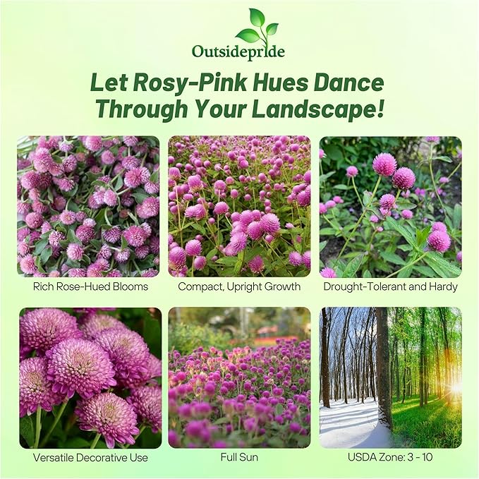 Outsidepride Rose Gomphrena Seeds - 1000 Pcs Annual, Heat & Drought Tolerant, Pollinator Friendly Globe Amaranth Seeds for Planting w/Vibrant Round Blooms for Beds, Borders, and Arrangements