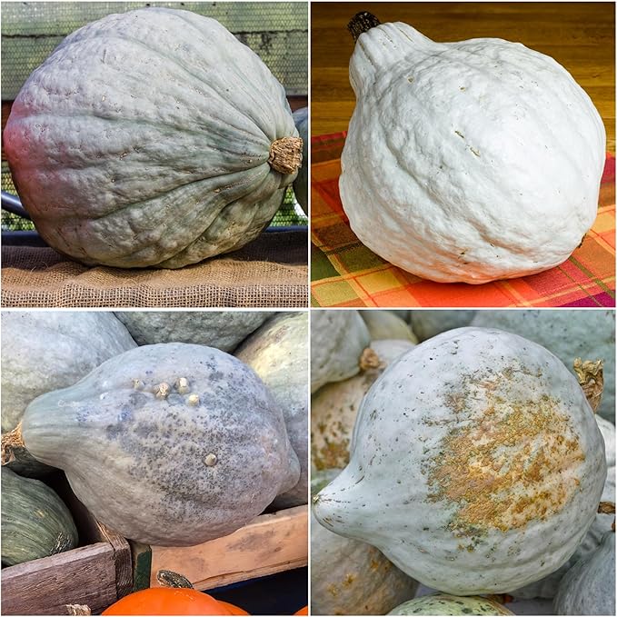 Seed Needs Blue Hubbard Winter Squash Seeds for Planting - Non-GMO, Heirloom & Untreated - Golden Yellow Sweet Flesh Perfect for Baking & Cooking (5 Packs)