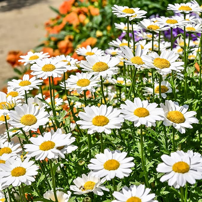 Outsidepride Creeping Daisy Chrysanthemum Seeds - 10,000 Pcs. Annual, Drought Tolerant Flower Seeds for Planting in Pollinator Gardens, Cut Flowers & Low Maintenance Landscaping