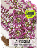 Seed Needs Dwarf Pink Alyssum Seeds for Planting - Heirloom & Open Pollinated Flower Seed to Plant Low Growing Tender Perennial Flowers for Rock Gardens, Pots & Containers (5 Packs)