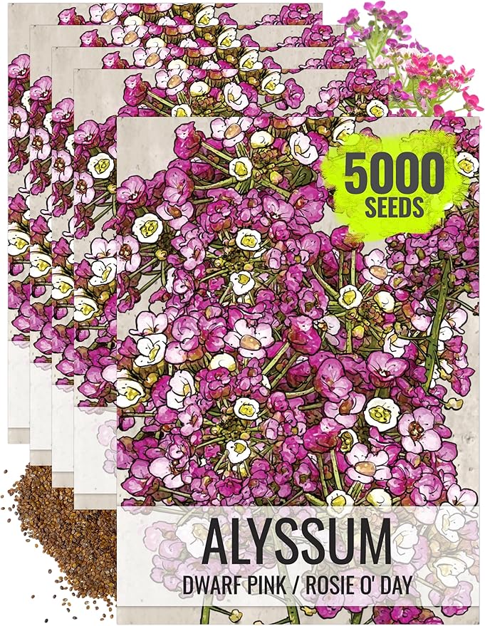 Seed Needs Dwarf Pink Alyssum Seeds for Planting - Heirloom & Open Pollinated Flower Seed to Plant Low Growing Tender Perennial Flowers for Rock Gardens, Pots & Containers (5 Packs)