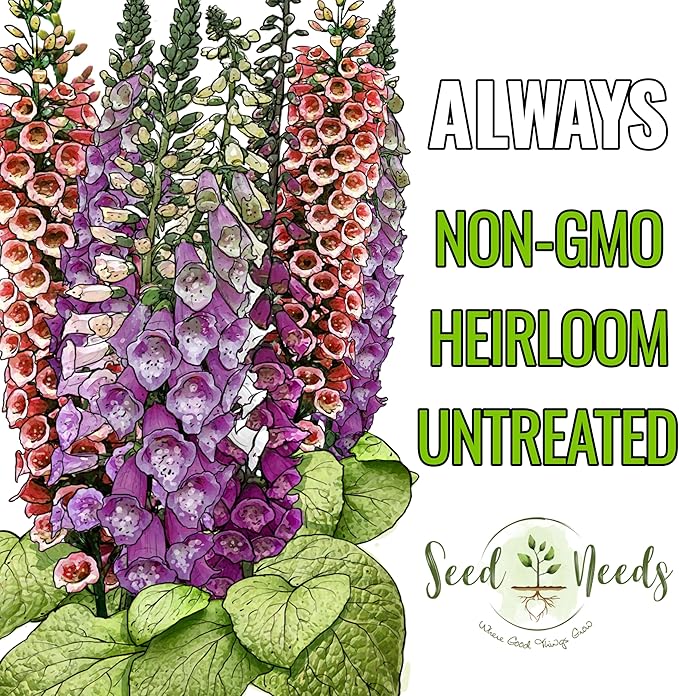 Seed Needs Excelsior Foxglove Seeds for Planting Mixed Fox Gloves - Heirloom & Open Pollinated Flowers to Plant an Outdoor Butterfly Garden with Colorful Wildflowers (2 Packs)