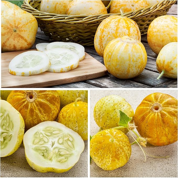 Seed Needs Cucamelon Seeds/Lemon Cucumber Seeds for Planting - Non-GMO, Heirloom & Untreated Vegetables - Grow a Home Grown Outdoor Vegetable Garden (2 Pack Collection)